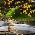 Leaf river